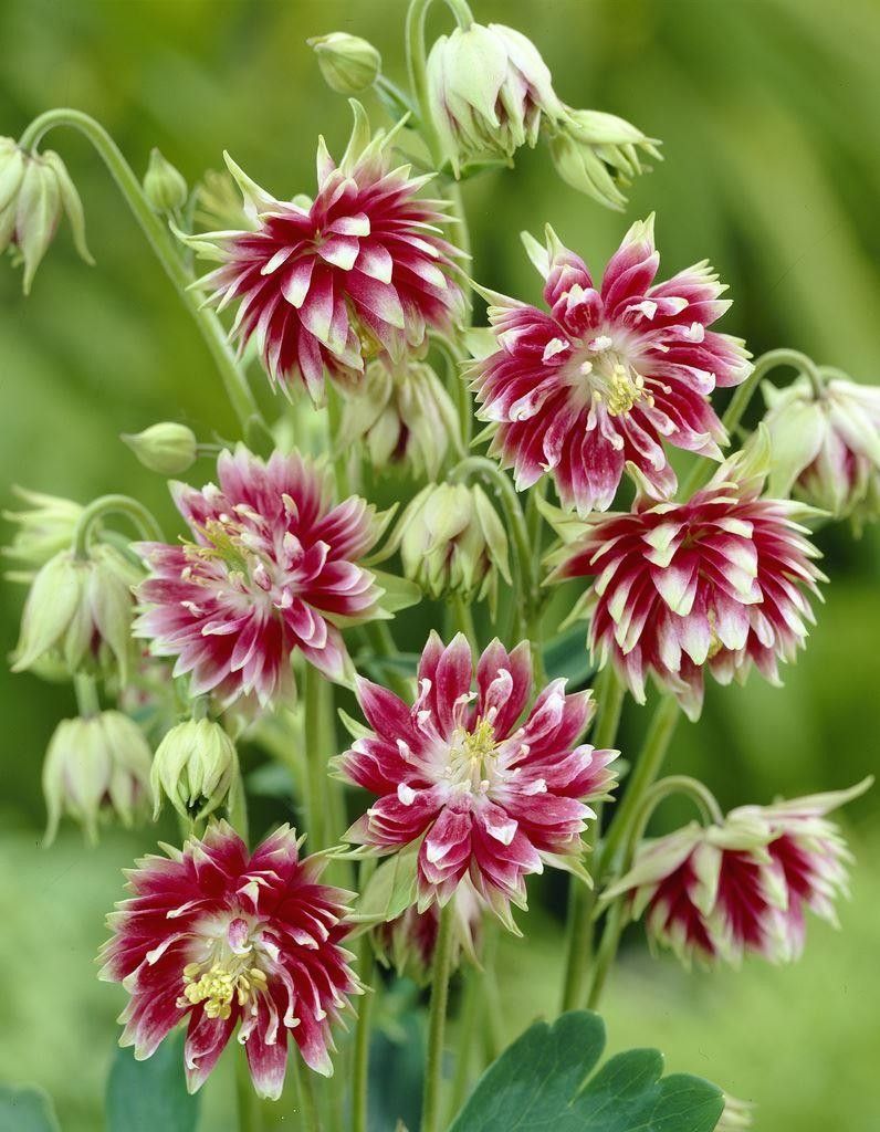 Aquilegia vulgaris var. stellata 'Nora Barlow'